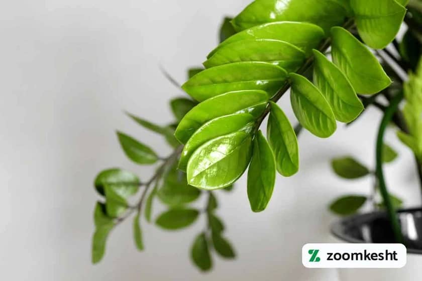 رشد برگ و شادابی زاموفیلیا