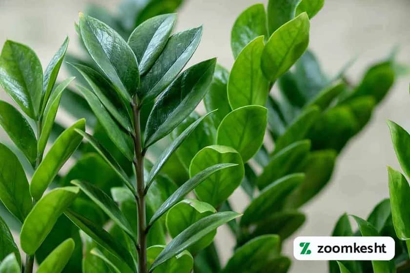 سبزینگی زاموفیلیا