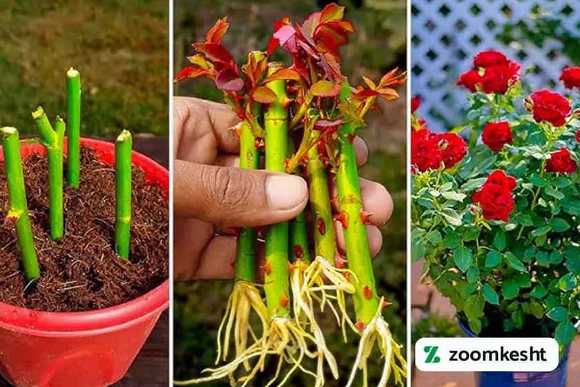 تکثیر گل رز