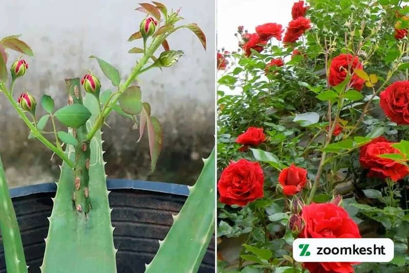 کاشت گل رز با آلوئه ورا