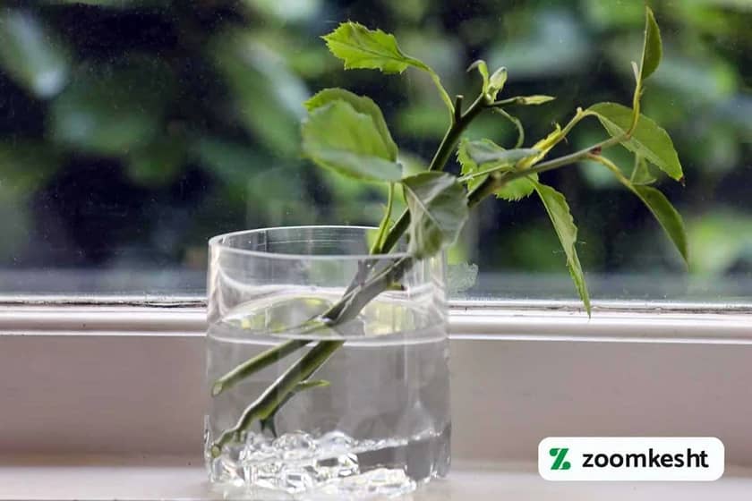 قلمه زدن در آب گل رز