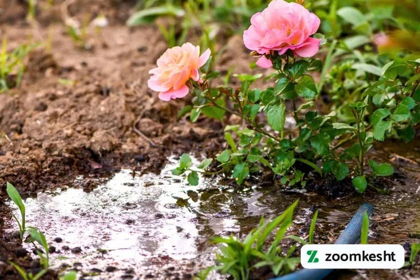 آبیاری گل رز