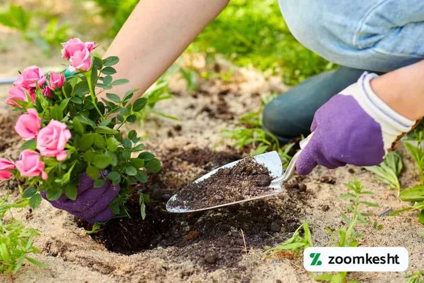 بهترین زمان کاشت گل رز