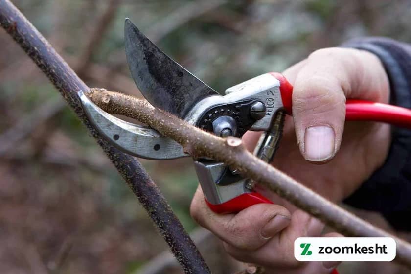 هرس درخت کیوی