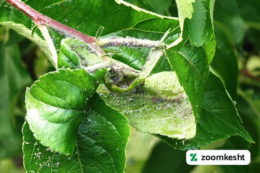 آفات و بیماری کیوی