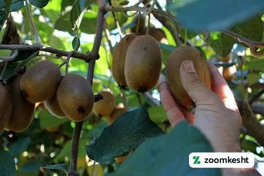 برداشت کیوی