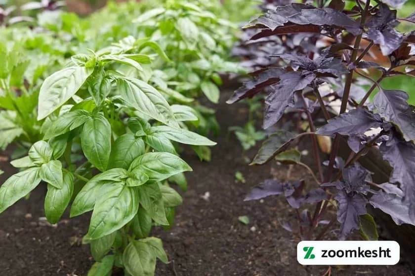 کاشت ریحان در باغچه