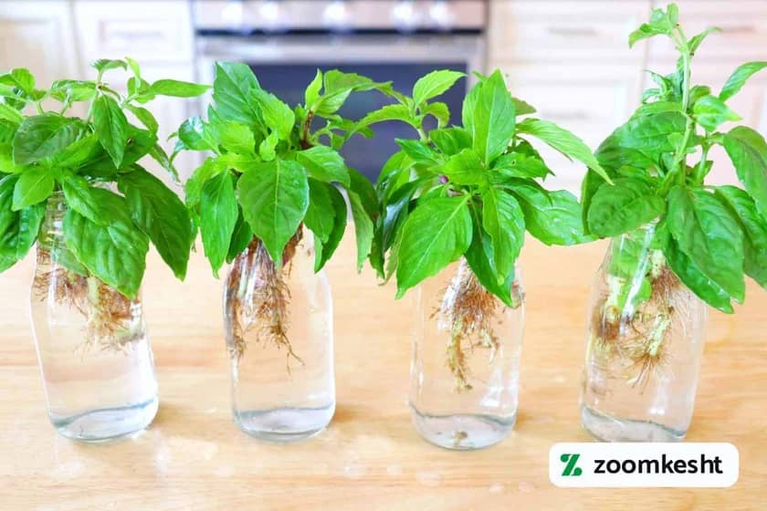 کاشت ریحان در آب