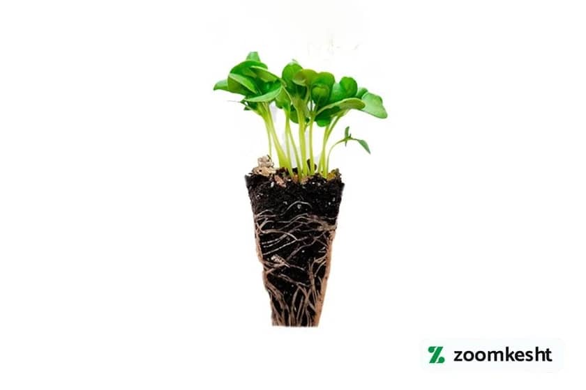 کاشت ریحان با نشا