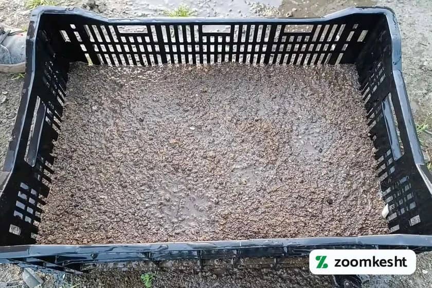 آبیاری بستر خاک ریحان