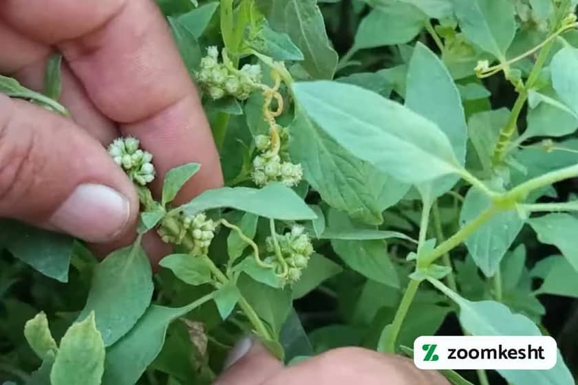 انگل سس ریحان