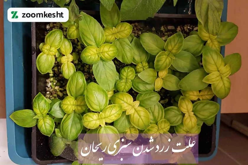 زردی برگ ریحان