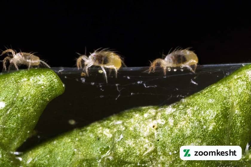 کنه تارتن دولکه ای لوبیا