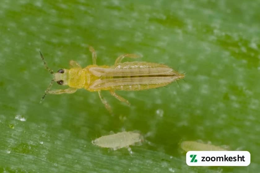 آفات لوبیا تریپس پیاز