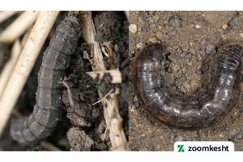 کرم طوقه بر لوبیا