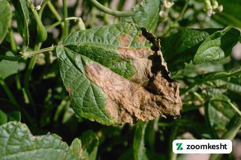 بیماری بلایت باکتریایی معمولی لوبیا