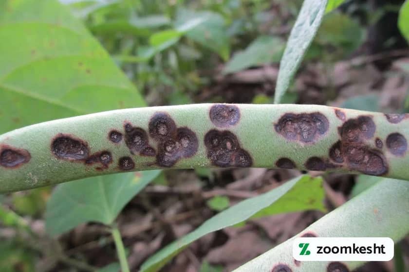 بیماری آنتراکنوز لوبیا