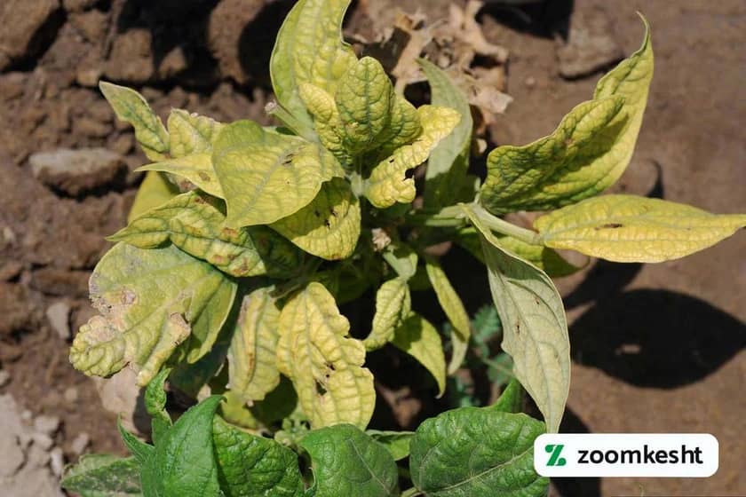 پیچ خوردگی برگ ها لوبیا