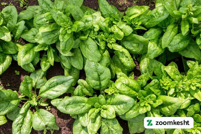 کاشت و پرورش اسفناج