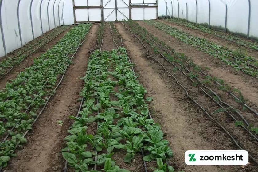 کاشت اسفناج