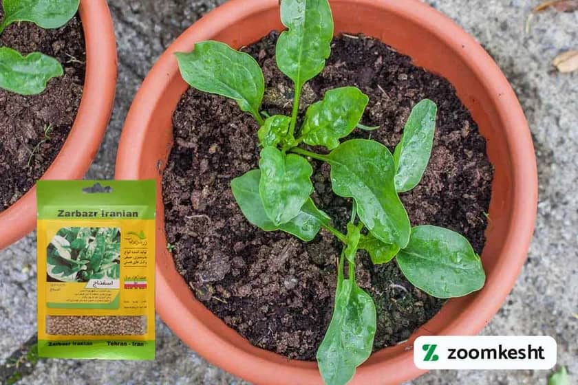 کاشت اسفناج در گلدان