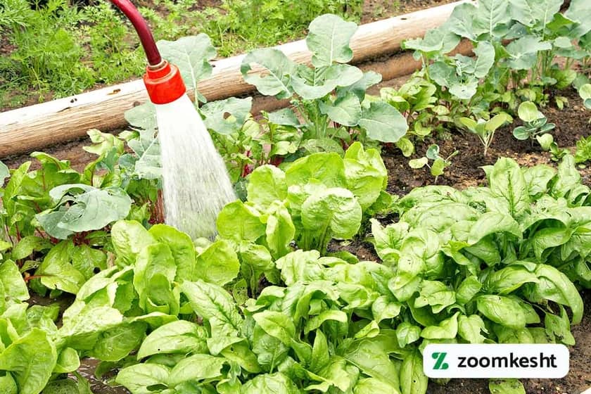 آبیاری اسفناج