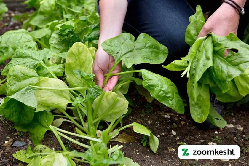 برداشت اسفناج