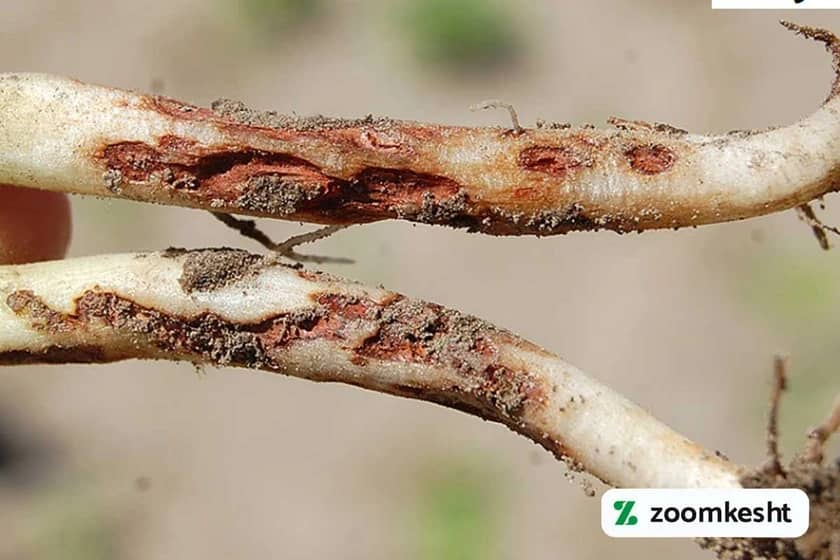 پوسیدگی ریزوکتونیایی لوبیا