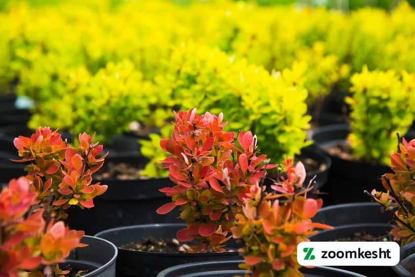 نهال مناسب کاشت زرشک