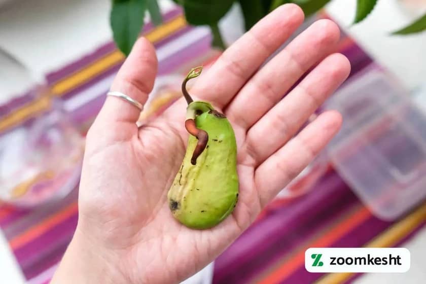 انتخاب هسته انبه برای کاشت