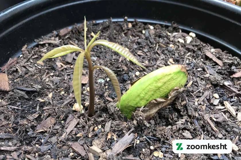 جوانه زدن هسته انبه 