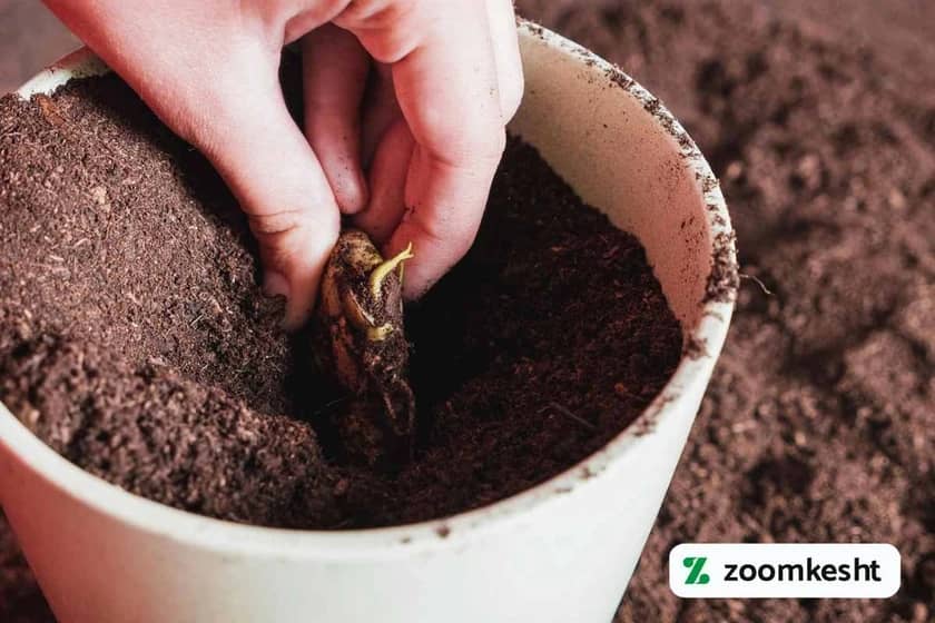 کاشت هسته انبه در گلدان