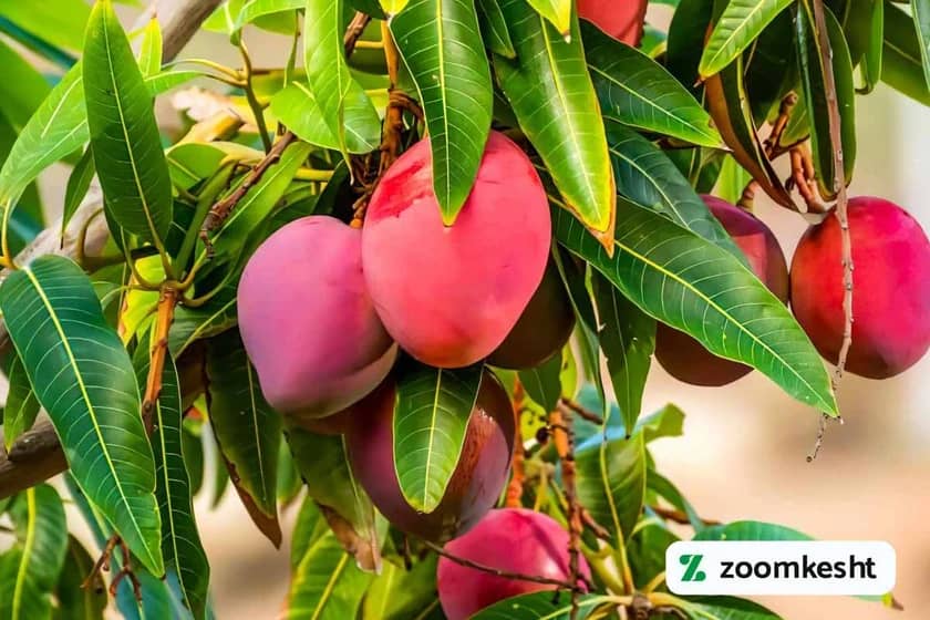 از نهال تا درخت انبه