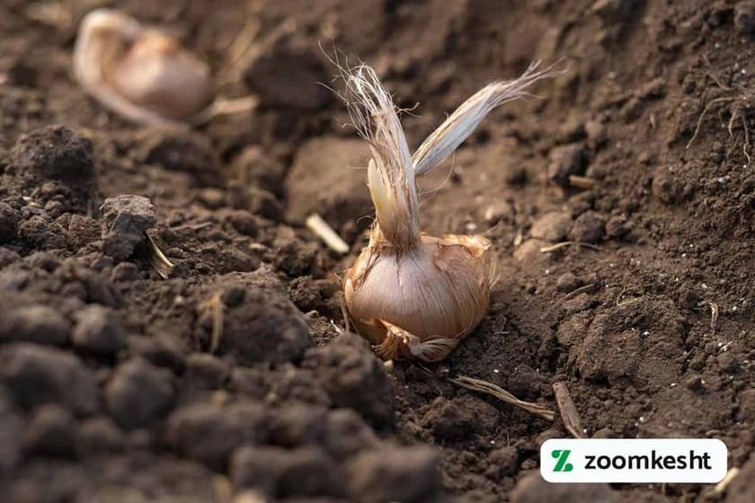 شرایط مناسب کاشت زعفران