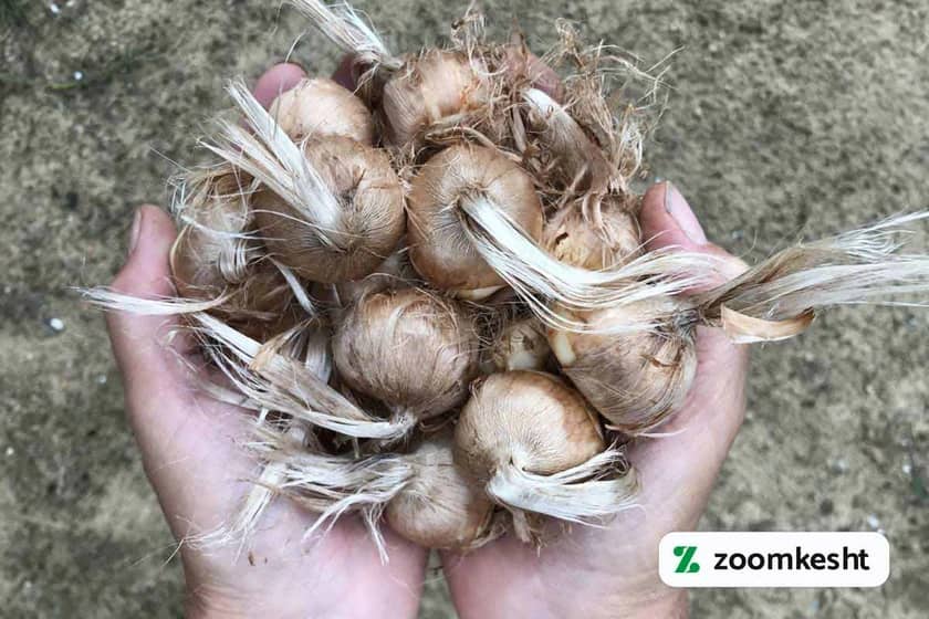 کاشت زعفران