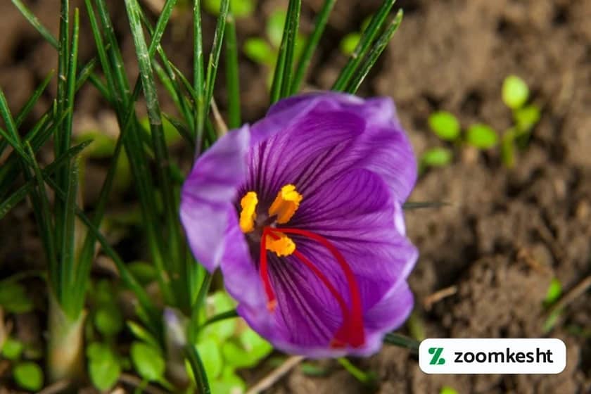 کاشت زعفران