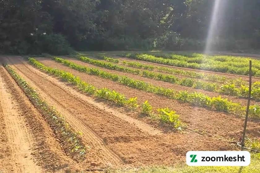 روش های کاشت ماش