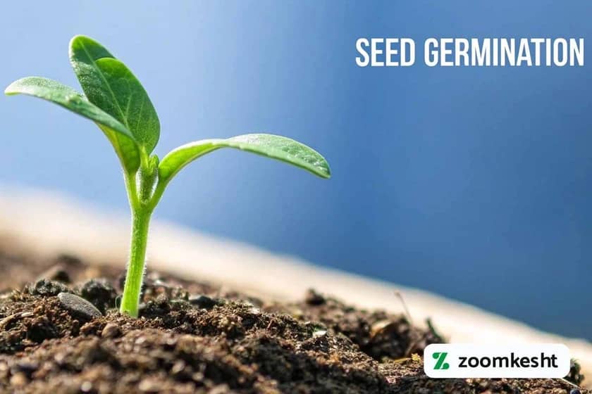 شرایط مناسب کاشت ماش