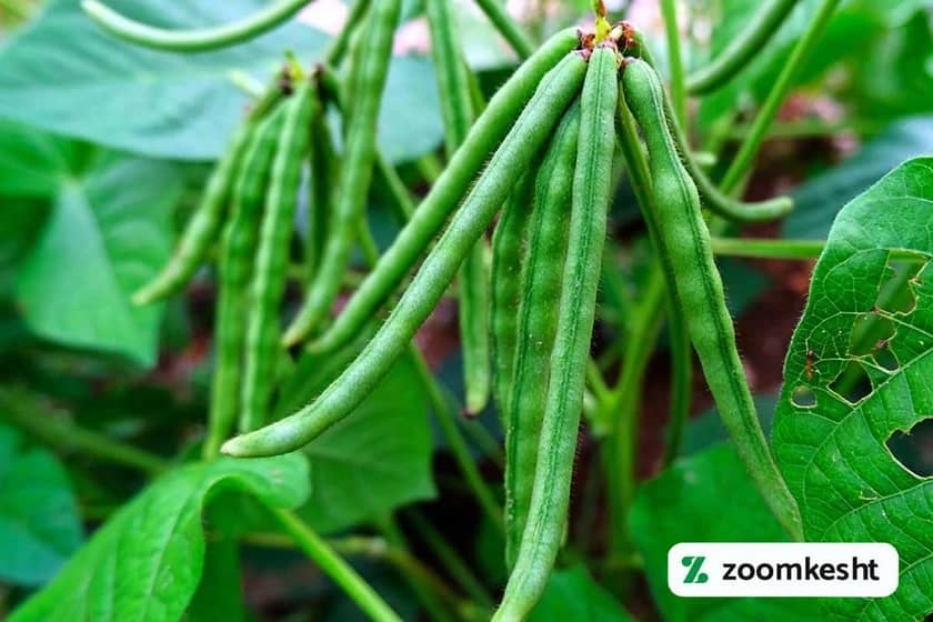 مراقبت های دوره رشد ماش