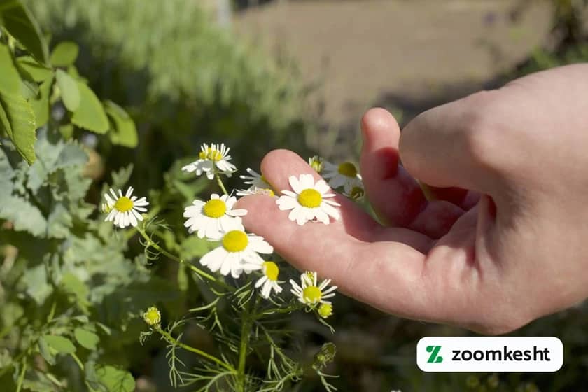 1765999044223-891824849.webp نگهداری گل بابونه