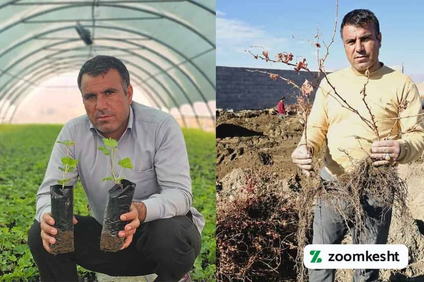 نهال ریشه لخت و گلدانی