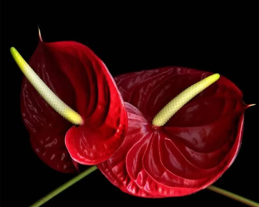 منشأ، معنا و گل آنتوریوم نماد چیست