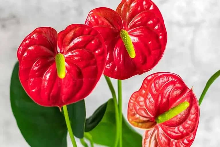 اهمیت مراقبت از آنتوریوم در فصل زمستان