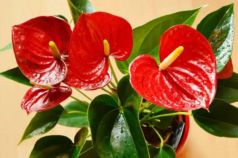 آبیاری آنتوریوم در زمستان