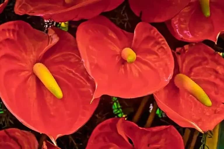 دما و تهویه مناسب آنتوریوم در زمستان