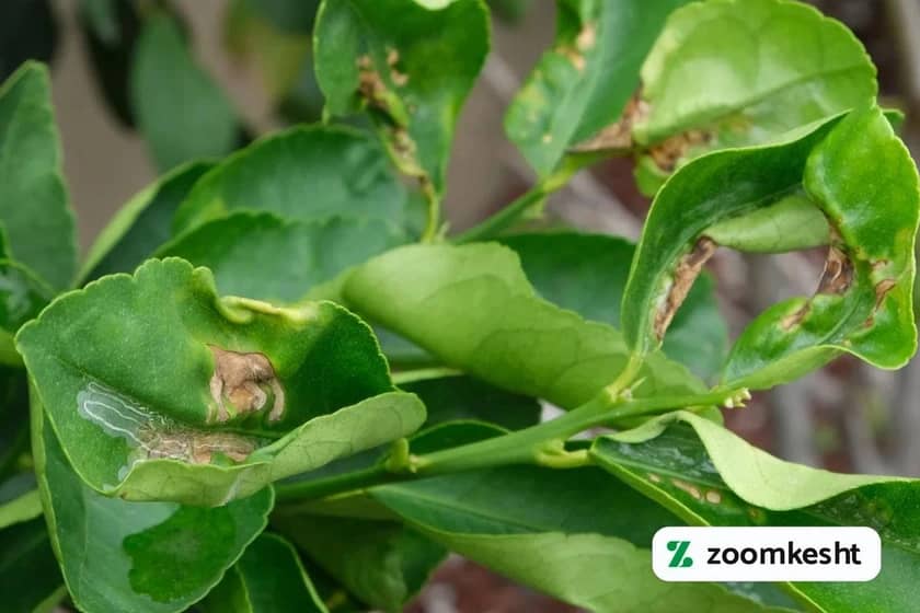 آفات و بیماری های لیمو