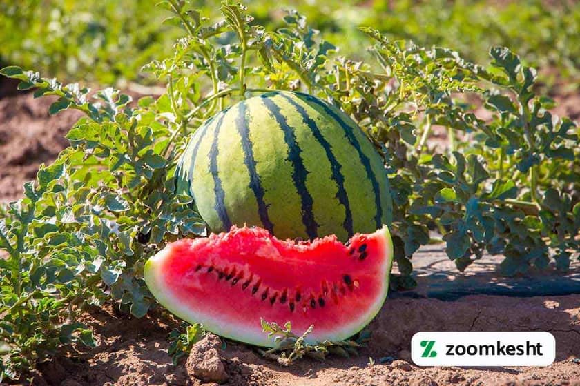 برداشت هندوانه