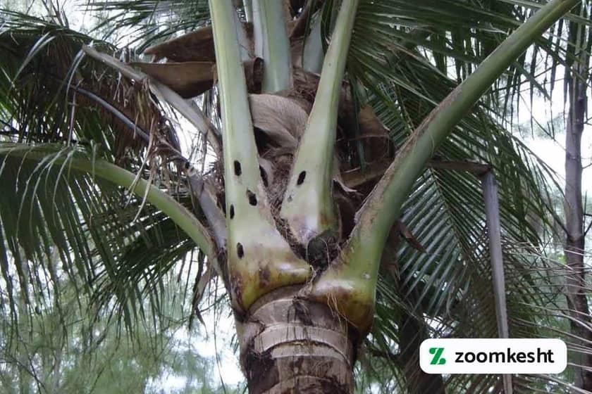 آفات و بیماری های نارگیل