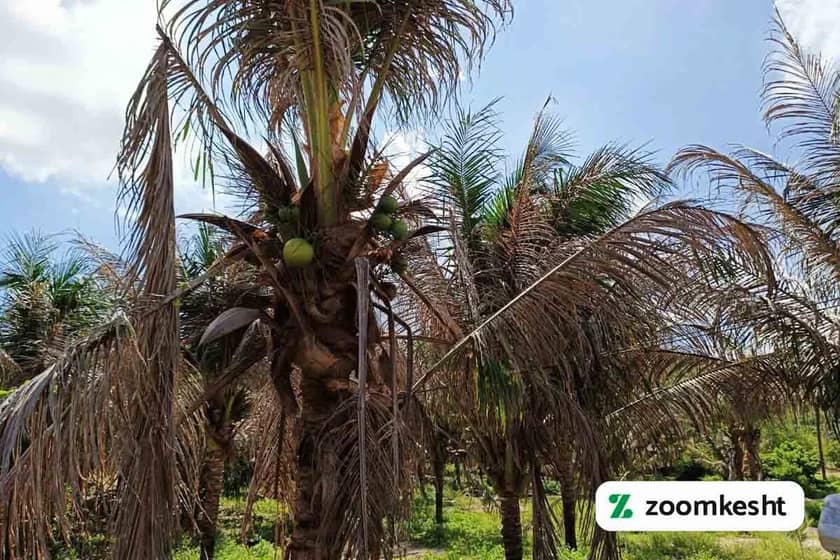 آفات و بیماری های نارگیل