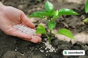 1765997281884-858818675.webp کود منیزیم